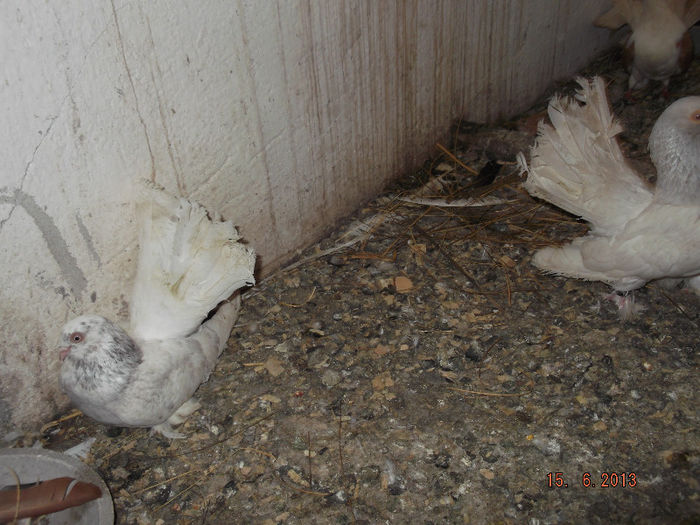 rostovi  pwrwxgw  sidef