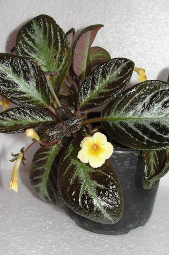  - Episcia S