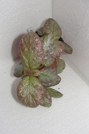 Jim s Dancing Doll - Episcia Jim_s