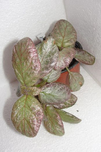  - Episcia Jim_s