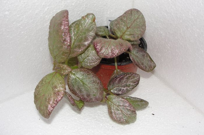  - Episcia Jim_s