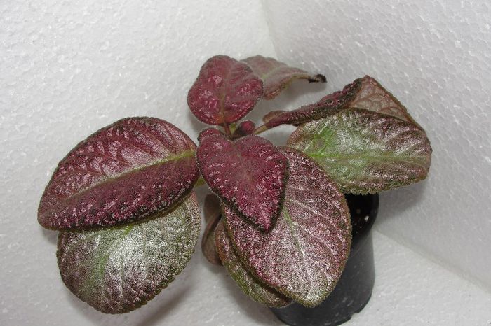  - Episcia S