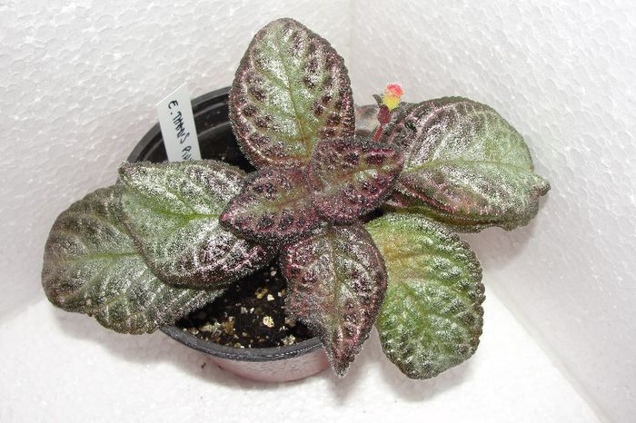 Thad s Pink Diamonds