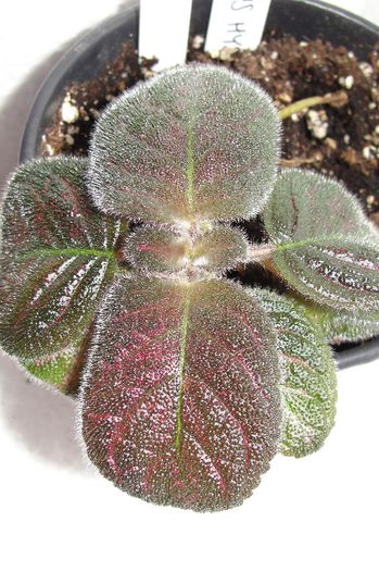  - Episcia Jim_s