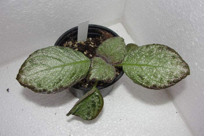 Antique Lace - Episcia A