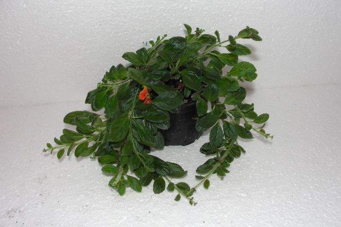 Neomortonia Mummularia