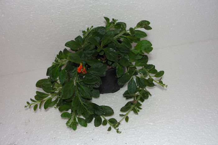  - Alte gesneriaceae