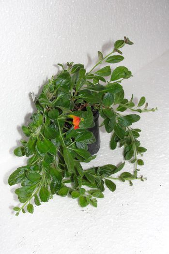  - Alte gesneriaceae