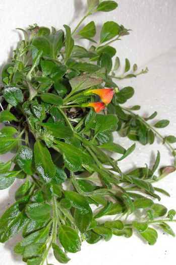  - Alte gesneriaceae