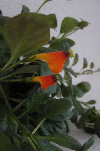  - Alte gesneriaceae