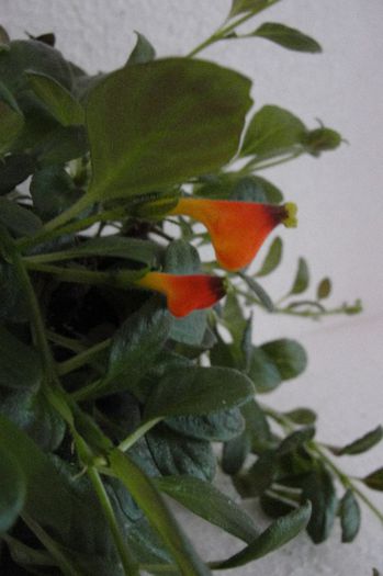  - Alte gesneriaceae