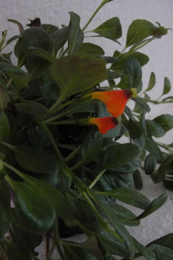  - Alte gesneriaceae