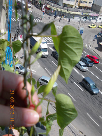 21 iunie 2013-flori 040 - iunie 2013-flori