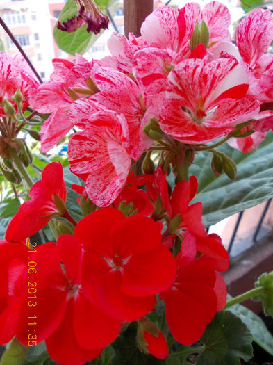 21 iunie 2013-flori 055 - iunie 2013-flori