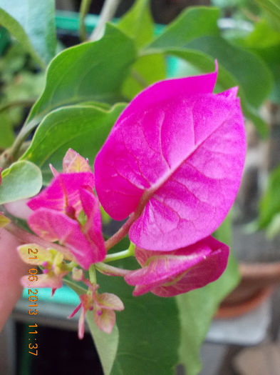 bougainvillea - iunie 2013-flori