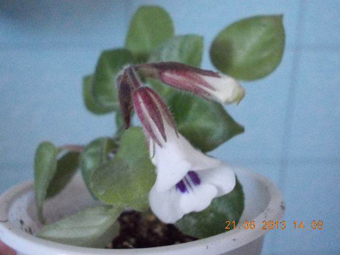 multumesc !:) - iunie 2013-flori