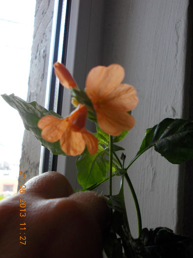 21 iunie 2013-flori 002 - crossandra