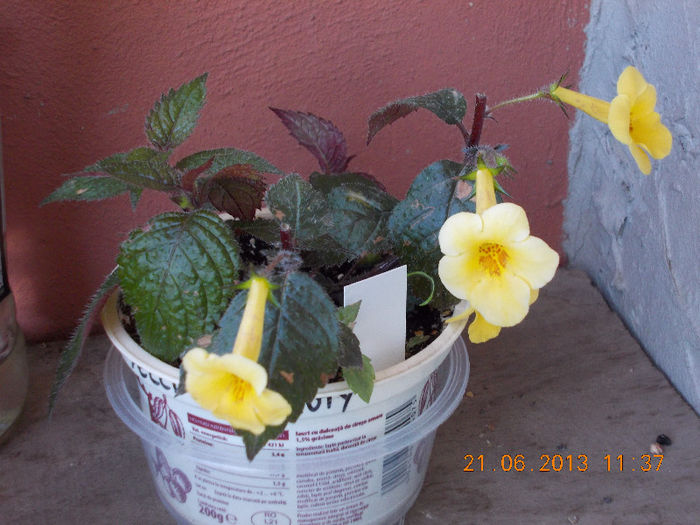 21 iunie 2013-flori 071 - achimenes