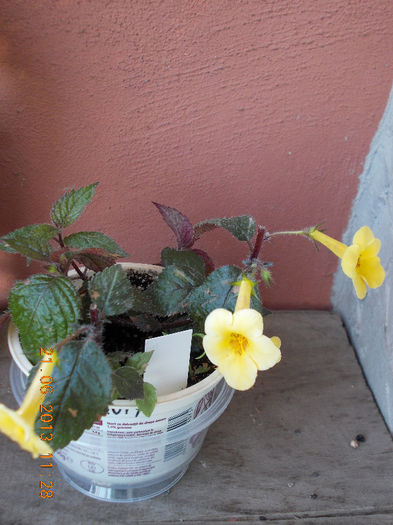 yellow beauty - achimenes