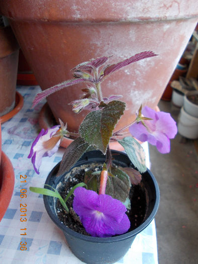 21 iunie 2013-flori 061 - achimenes
