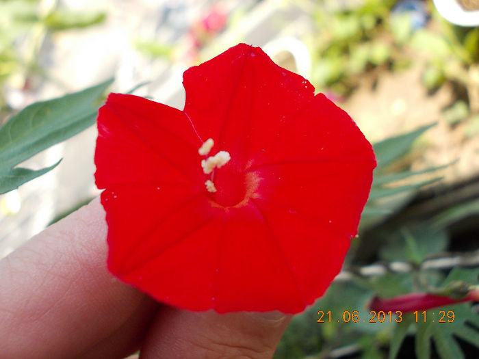 zorele mici rosii-cardinal climber - zorele