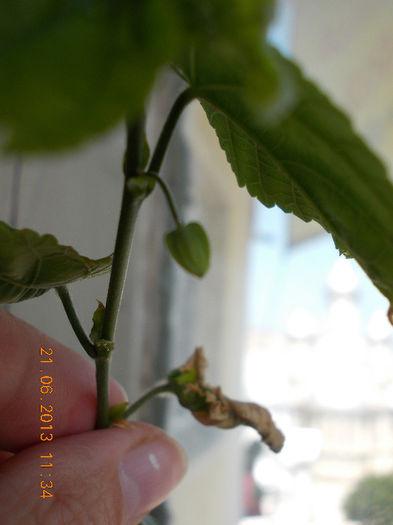 abuti megapotamicum - abutilon