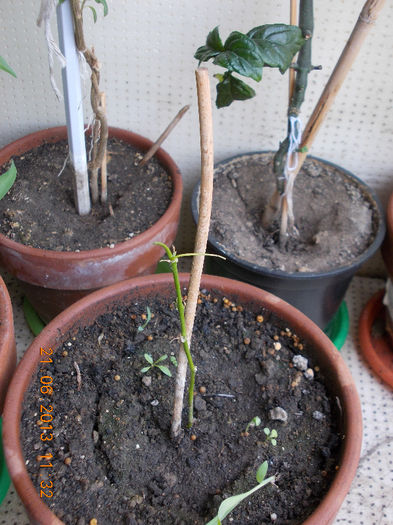 abutilon striatum-din bulgaria