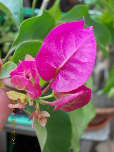 21 iunie 2013-flori 067 - bougainvillea
