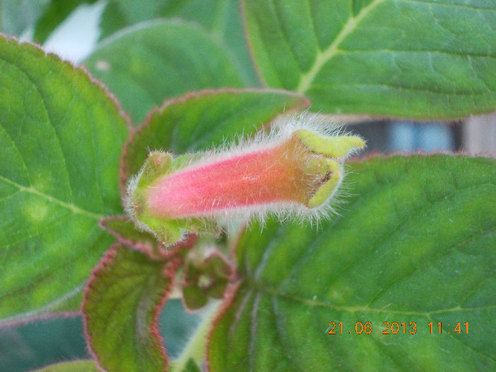 21 iunie 2013-flori 085 - kohleria