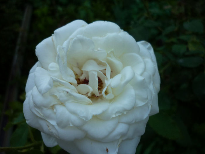 port inalt f. parfumat - Rosa - Hibi - trandafir