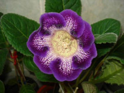 frunza Tigrina Blue Merylou - Achizitii flori