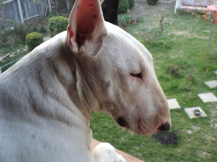 bella - alte oratanii