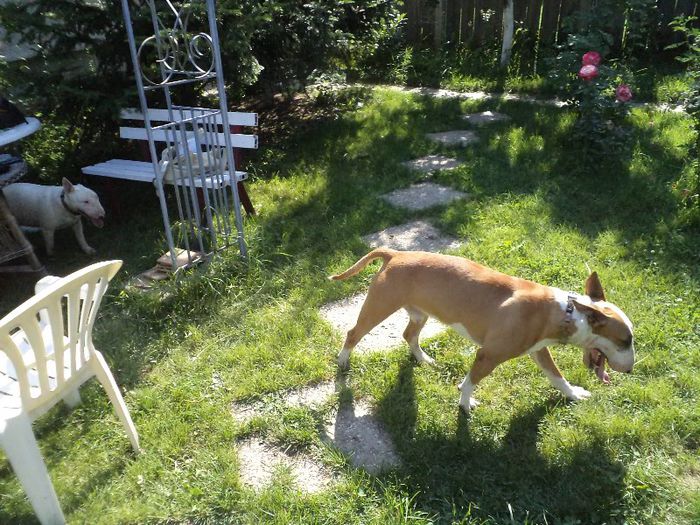 DSC01183 - alte oratanii