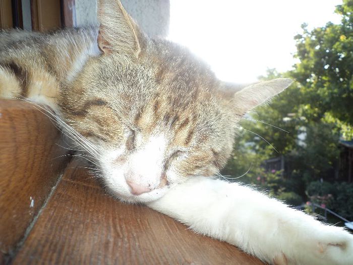 DSC01222 - alte oratanii