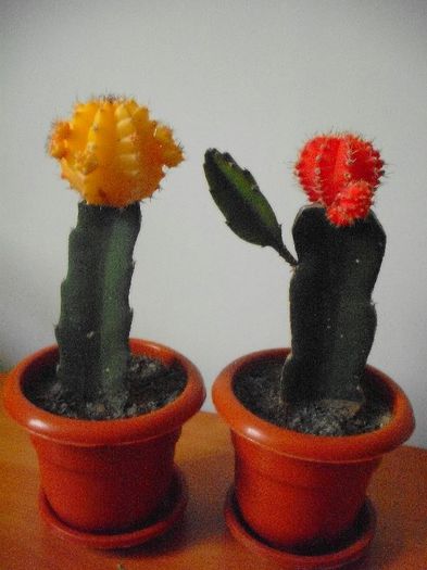 2013 - Cactusi Altoiti