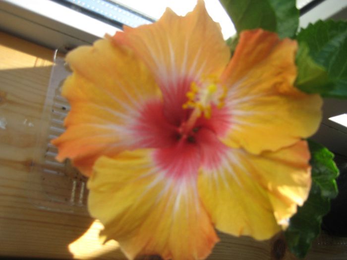 hot peper - flori de interior