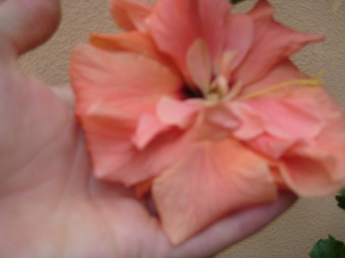 cais dublu - flori de interior