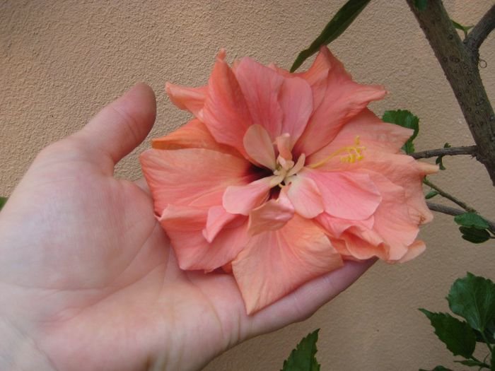 cais dublu - flori de interior