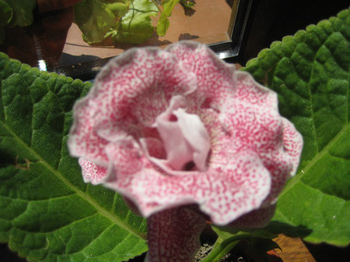 koketka red - flori de interior