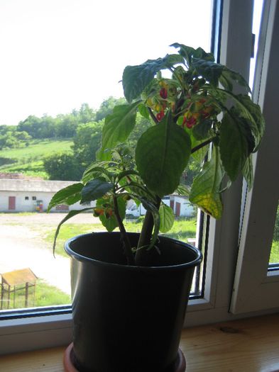 niamniamensis impatiens - flori de interior