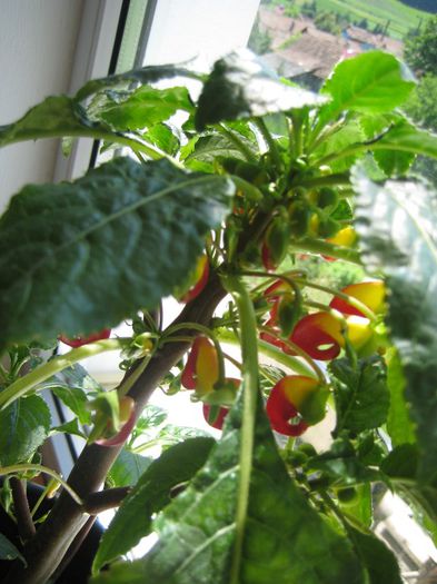 niamniamensis impatiens - flori de interior