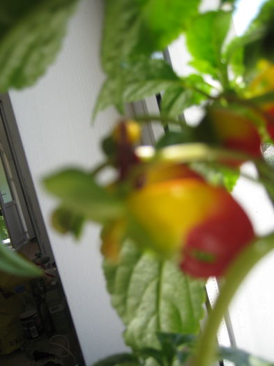 niamniamensis impatiens - flori de interior