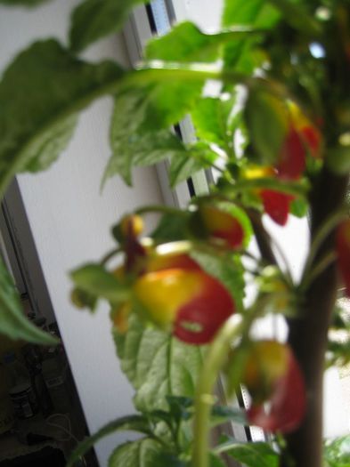 niamniamensis impatiens - flori de interior