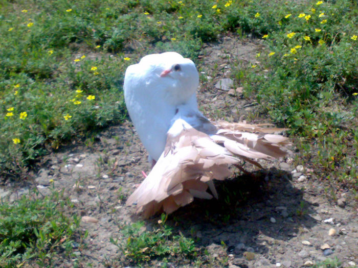 Picture 034 - Voltati coada Rosie