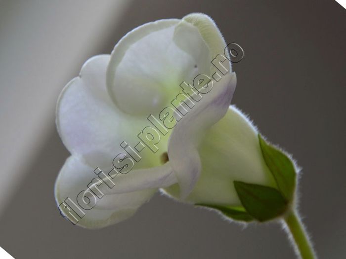 Gloxinia Sweet cream - GLOXINIA _ SINNINGIA