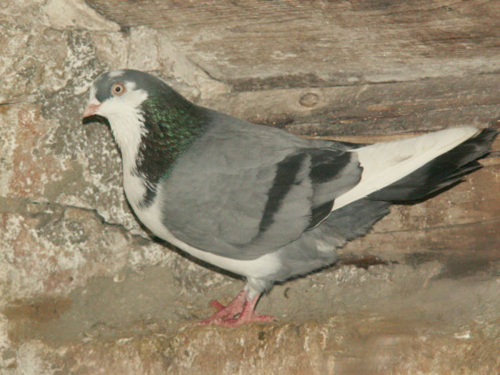 PICT0107 - Porumbei galateni Vanduti