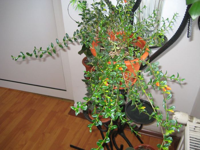 nemathantus - flori de interior