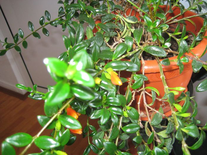 nemathantus - flori de interior