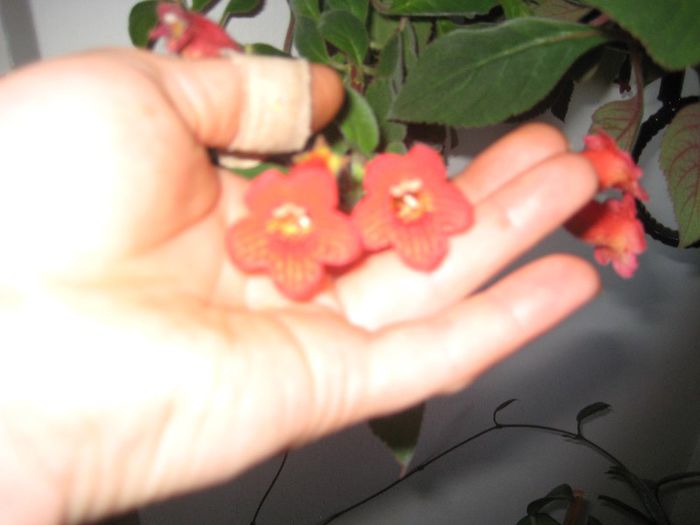 kohleria eriantha - flori de interior