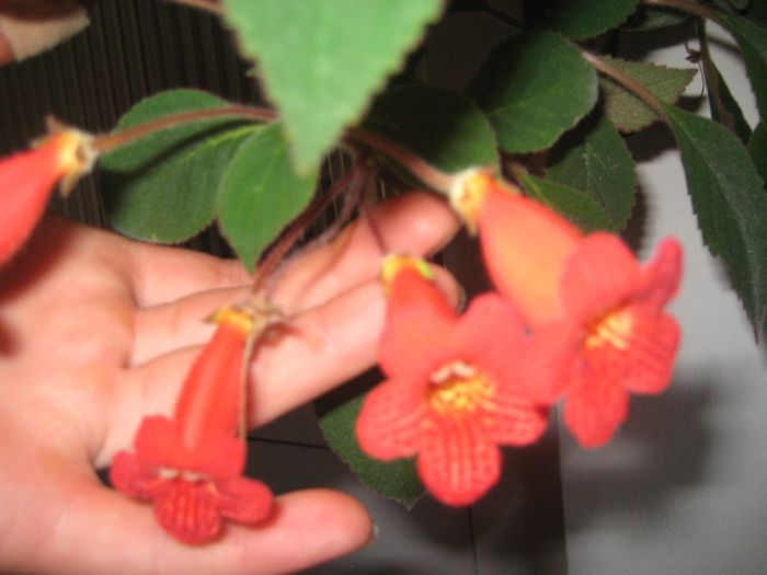 kohleria eriantha